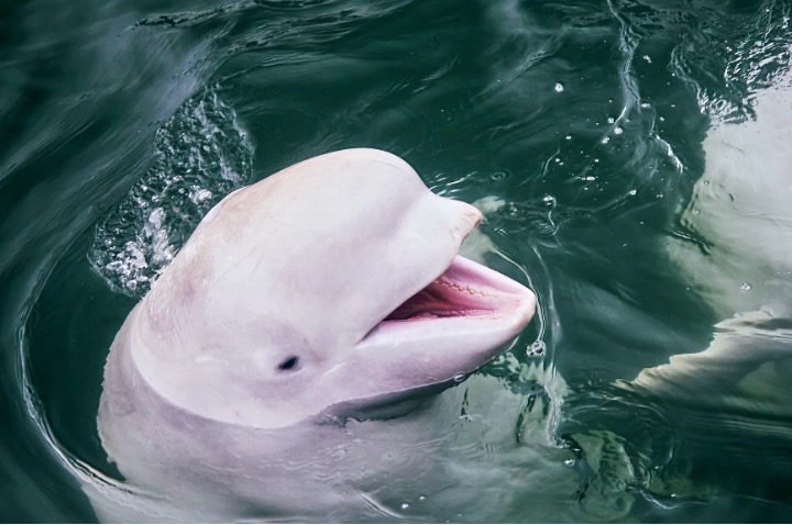 A beluga whale